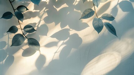 abstract leaves shadow sunlight on white wall background. natural leaves on wall. Minimal background