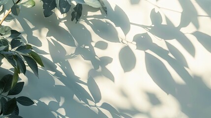 abstract leaves shadow sunlight on white wall background. natural leaves on wall. Minimal background - obrazy, fototapety, plakaty