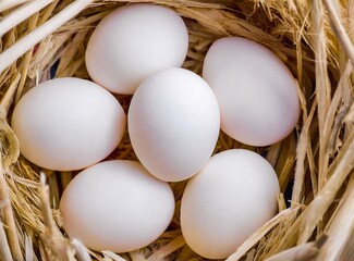 Fresh eggs in nest. Chicken farm.
