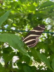 butterfly on a leaf