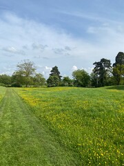 field and blue sky