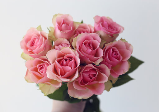 Bouquet of light pink roses. Elegant blossoming romantic flowers for anniversary, valentines day or other celebration. Closeup color image.