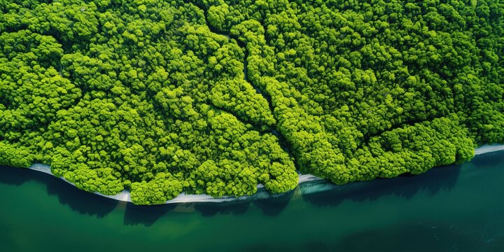 Aerial top view of mangrove forest. Drone view of dense green mangrove trees captures CO2. Green trees background for carbon neutrality and net zero emissions concept.