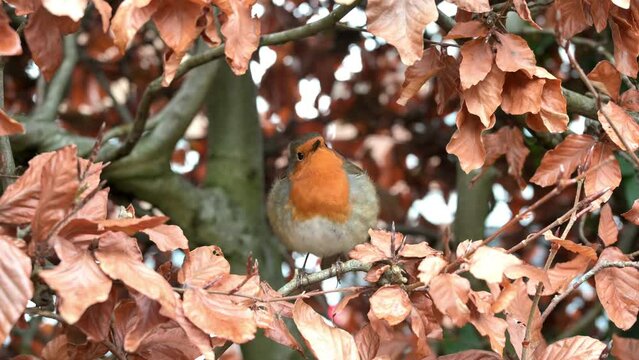 European Robin (Erithacus rubecula) adult singing in an garden beech hedge. February, Kent, UK. With sound	