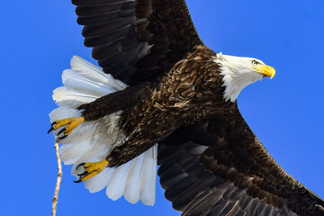 Bald Eagle