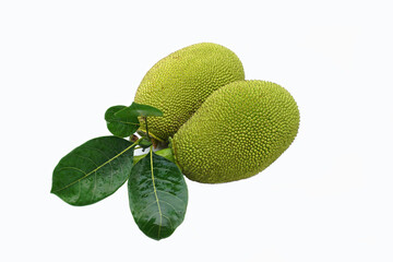 isolated jackfruit fruit on white background. it is a perennial plant. The trunk and branches when...