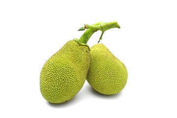 isolated jackfruit fruit on white background. it is a perennial plant. The trunk and branches when...