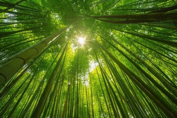 Sunlight Through Tall Bamboo Tree