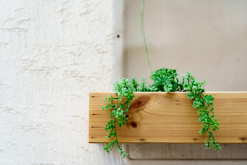 herbs on a wooden table