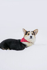 Dog. Welsh Corgi Pembroke. A cute, purebred dog in the snow. Pets
