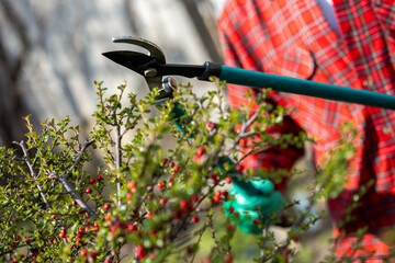 Gardener pruning tree with pruning shears