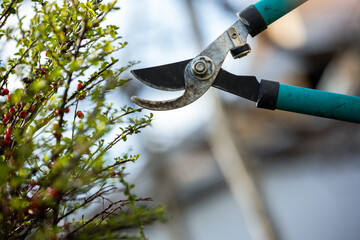 Gardener pruning tree with pruning shears