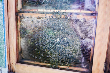 Honeycomb with bees in beehive at apiary