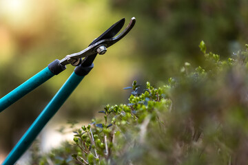 Obraz premium Gardener pruning tree with pruning shears