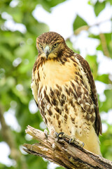 Red Tailed Hawk