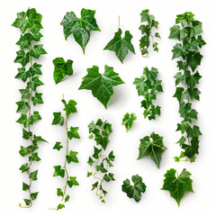 vine green grape ivy plant, leaves tropic hanging, border decoration plant. Isolated on a transparent background. PNG, cutout, or clipping path