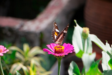 hypolimnas bolina looking for nectar on zinnia flower