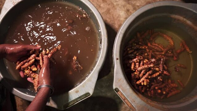 Farmers are cleaning turmeric that has been harvested by hand