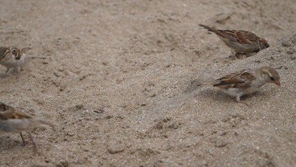 Gorriones en la playa, en la arena, pájaros en la orilla del mar