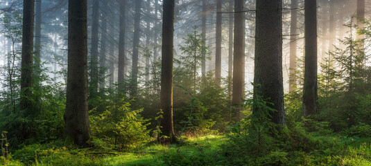 Fototapeta premium Panorama of Sunny Natural Spruce Forest with Morning Fog