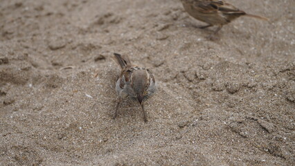 Gorriones en la playa, en la arena, pájaros en la orilla del mar