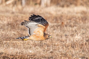 Red Shouldered Hawk