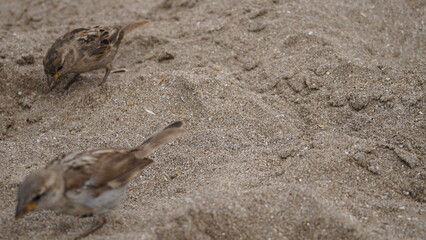 Gorriones en la playa, en la arena, pájaros en la orilla del mar