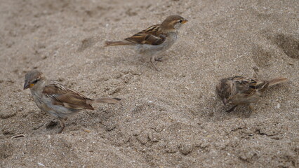 Gorriones en la playa, en la arena, pájaros en la orilla del mar
