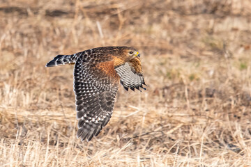Red Shouldered Hawk