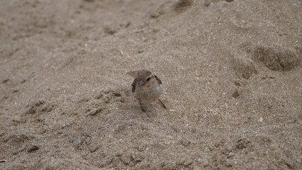Gorriones en la playa, en la arena, pájaros en la orilla del mar