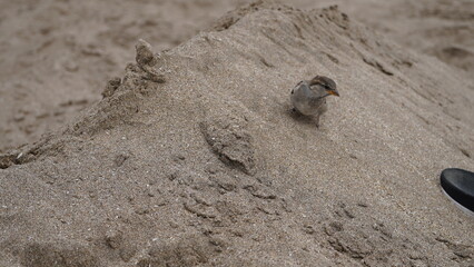 Gorriones en la playa, en la arena, pájaros en la orilla del mar
