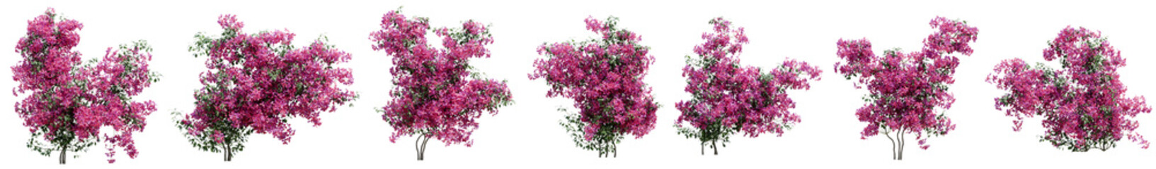 Set of Pink bougainvillea flower plant for decorate wall and fence with isolated on transparent background. png file, 3d rendering illustration, clip art and cut
