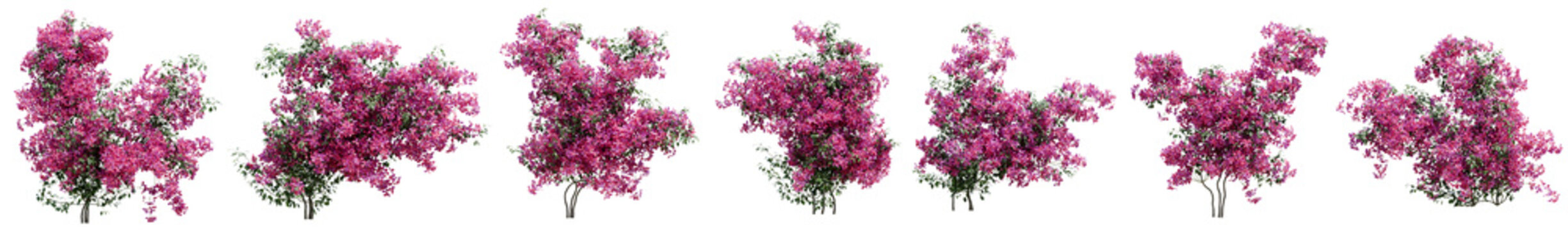 Set of Pink bougainvillea flower plant for decorate wall and fence with isolated on transparent background. png file, 3d rendering illustration, clip art and cut