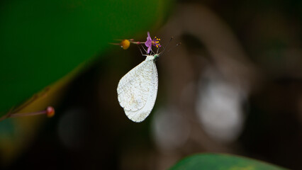 Little butterfly resting on purple flower
