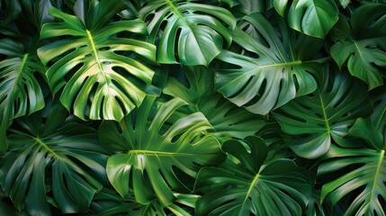 Fototapeta na wymiar tropical Hawaii palm leaves design decoration. green leaf background