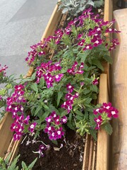 flowers on a table