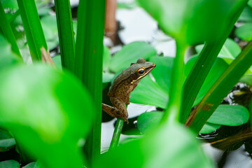 hylarana chalconota resting on pond