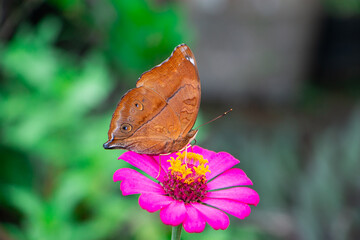 Doleschallia bisaltide looking for nectar  on zinnia flower