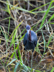 Frontal view of little blue heron standing in grasses near a river, Manuel Antonio, Costa Rica
