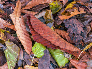 A feast of color created by autumn leaves lay flat on the ground. Natural earthy background.