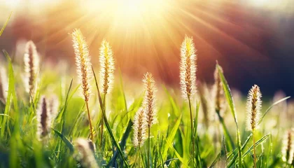 Fotobehang grass in meadow unusual grass lit by sunlight sunrays beautiful nature in spring © Leila