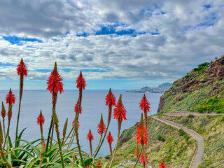 Beautiful agaves on the isle of Madeira, Portugal - 751675051