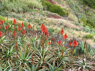 Beautiful agaves on the isle of Madeira, Portugal - 751675053