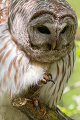 Barred Owl