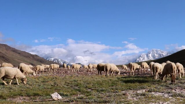Herd of Mountain goats grazes on green grass in the hills during the evening under a clear blue sky near Chandratal Lake.