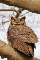 Great Horned Owl