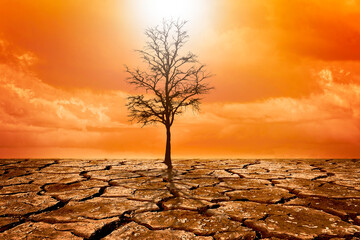 dry tree and cracked ground and cloud and climate change