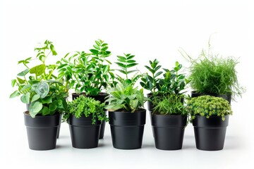 A variety of potted plants grouped closely together, displaying a mix of colors and textures. The plants are placed in an orderly manner, creating a visually appealing arrangement.