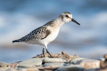 Sanderling