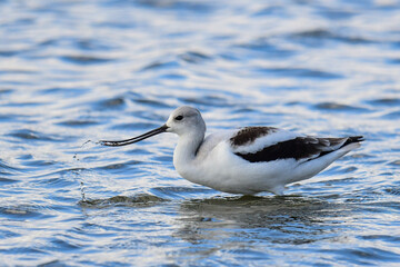 Avocet